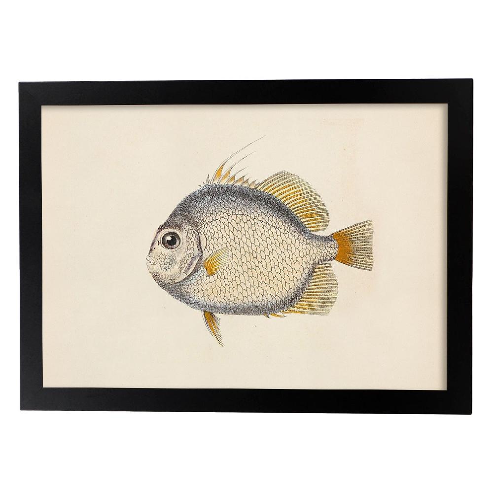 Nacnic Lámina Vintage De Pez Azul Naranja Y Blanco