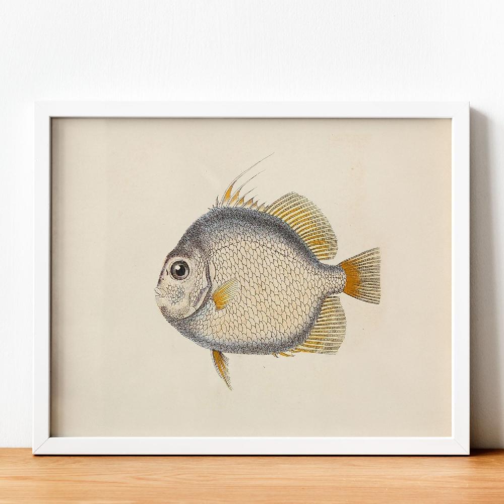 nacnic Lámina Vintage de Pez Azul Naranja y Blanco