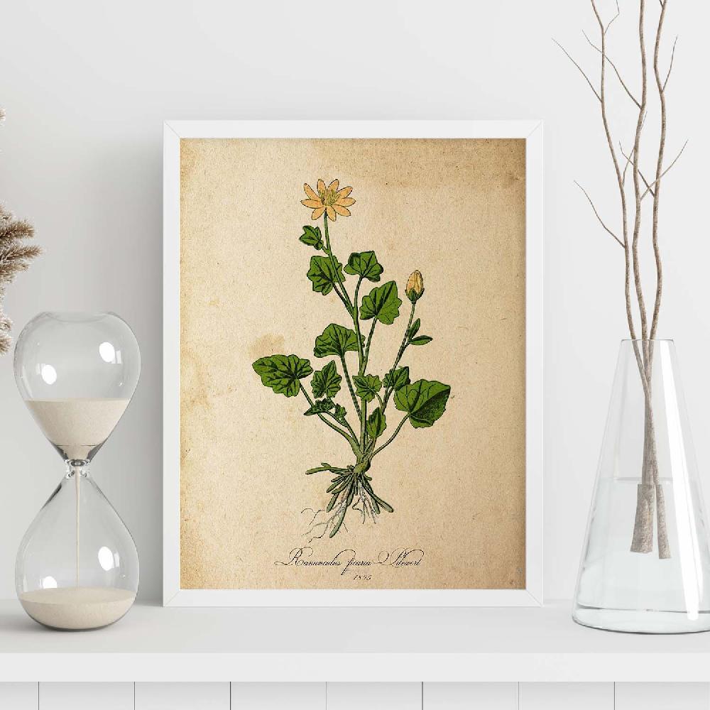 Nacnic Lámina Vintage De Ranunculus Ficaria
