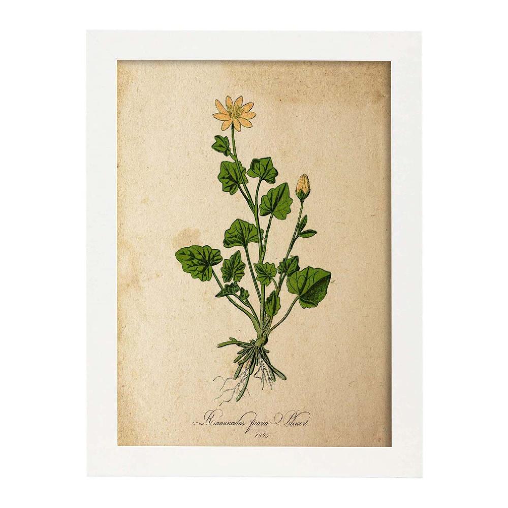 Nacnic Lámina Vintage De Ranunculus Ficaria