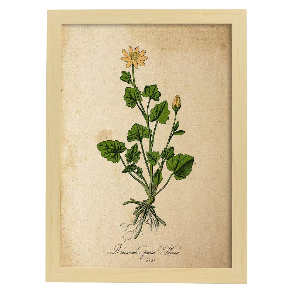 Nacnic Lámina Vintage De Ranunculus Ficaria