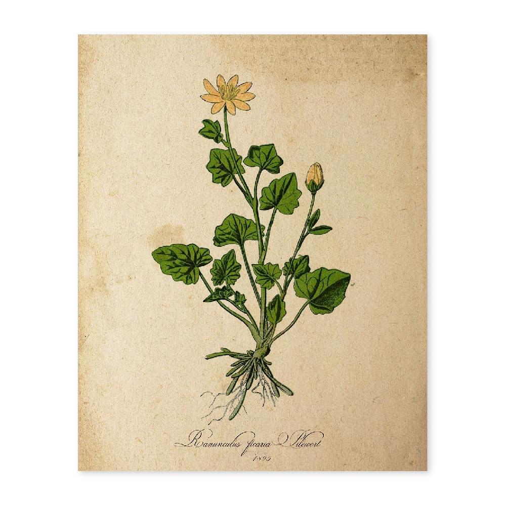 nacnic Lámina Vintage de Ranunculus Ficaria