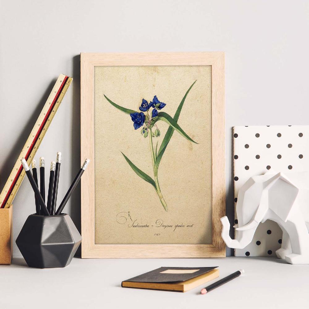 Nacnic Lámina Vintage De Tradescantia