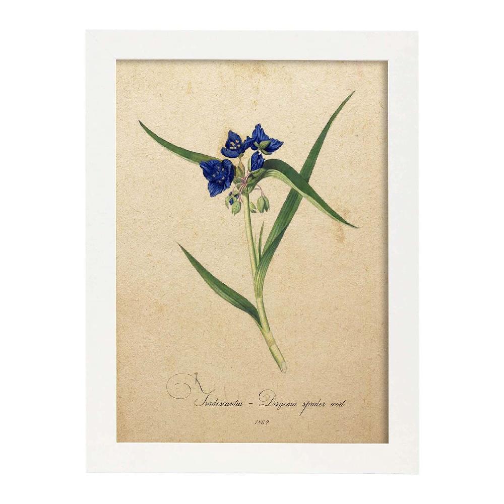 Nacnic Lámina Vintage De Tradescantia
