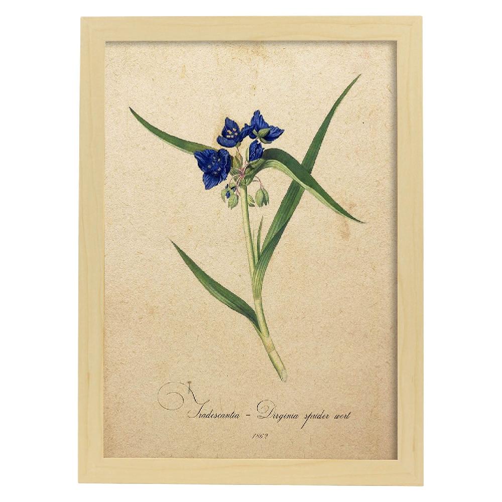 Nacnic Lámina Vintage De Tradescantia