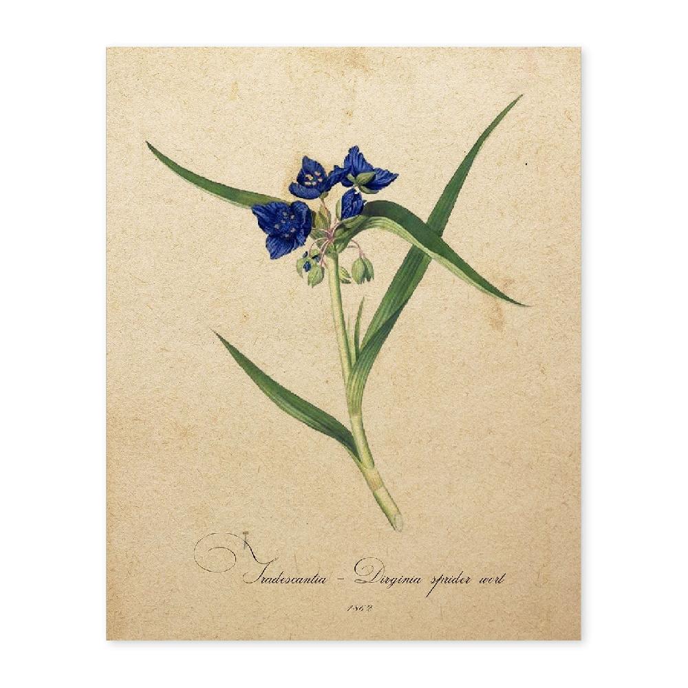 nacnic Lámina Vintage de Tradescantia