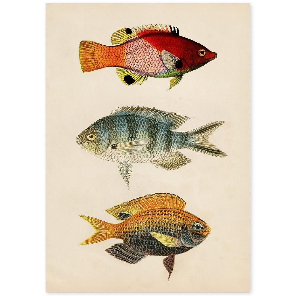 nacnic Lámina Vintage de Tres Peces Coloreados