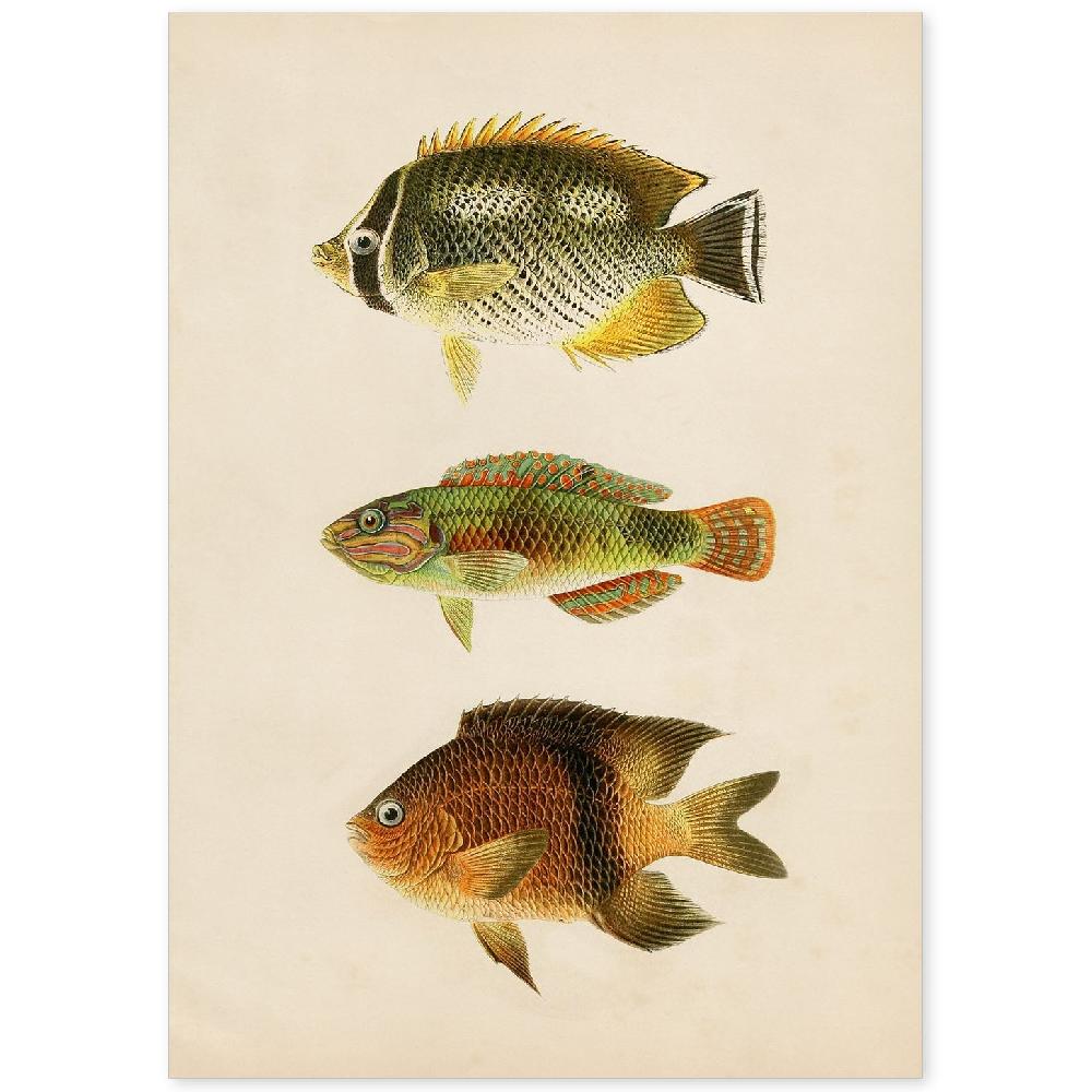 nacnic Lámina Vintage de Tres Peces Coloreados