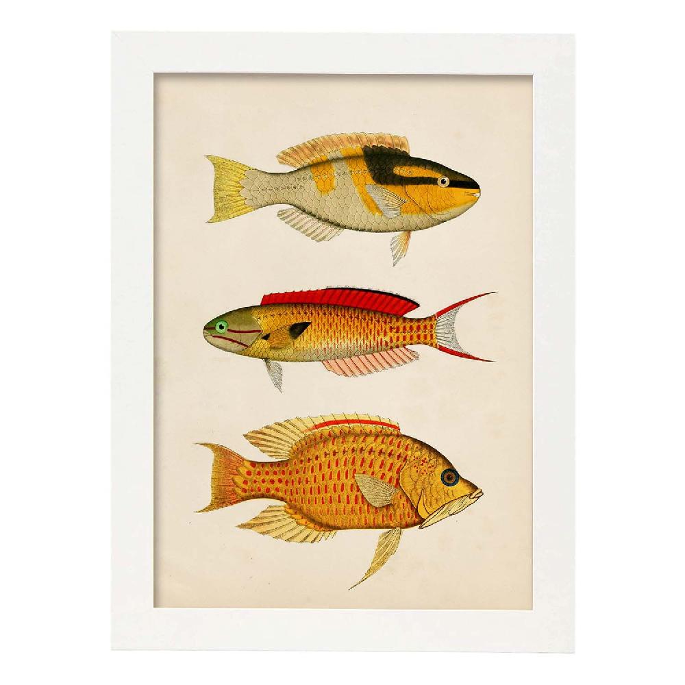 Nacnic Lámina Vintage De Tres Peces Coloridos
