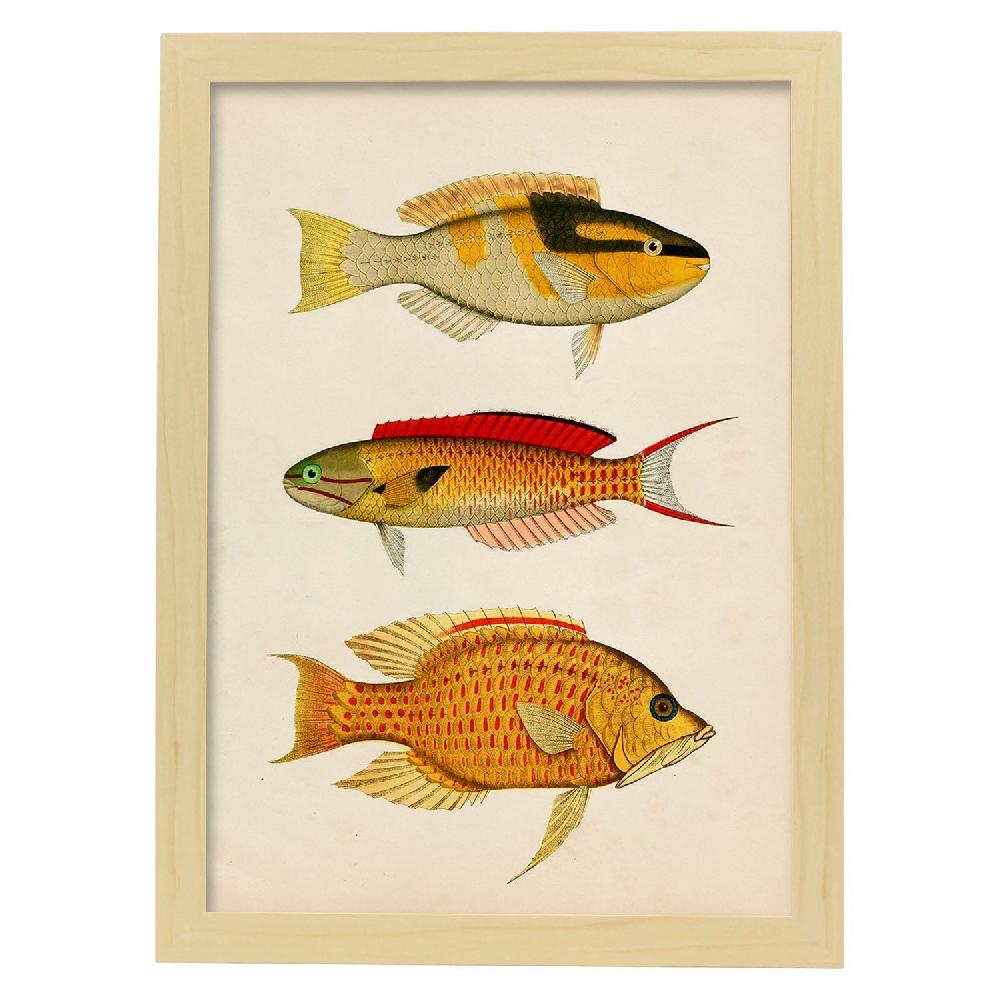 Nacnic Lámina Vintage De Tres Peces Coloridos