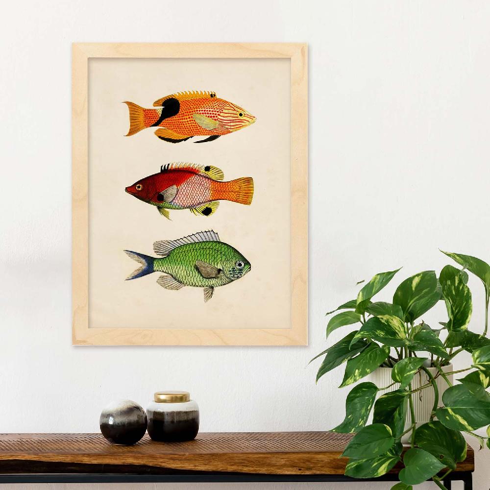 Nacnic Lámina Vintage De Tres Peces Coloridos