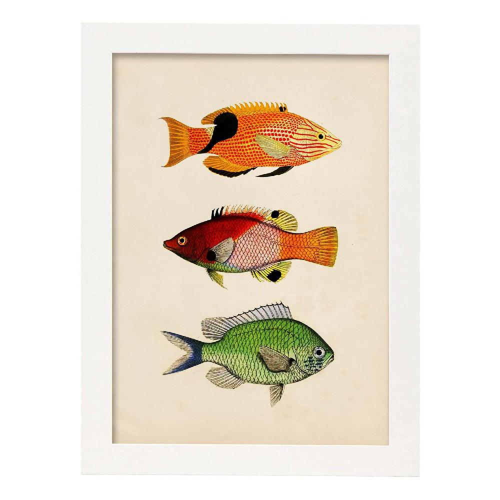 Nacnic Lámina Vintage De Tres Peces Coloridos