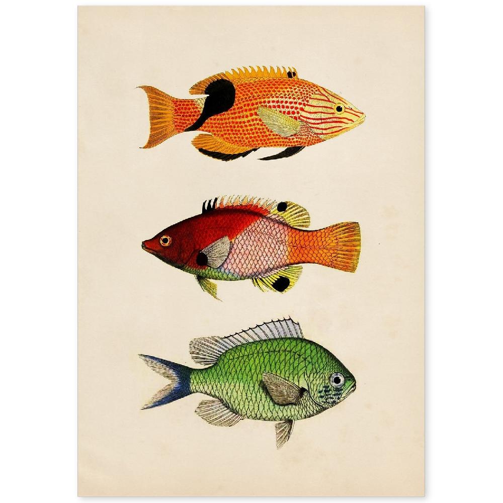 nacnic Lámina Vintage de Tres Peces Coloridos