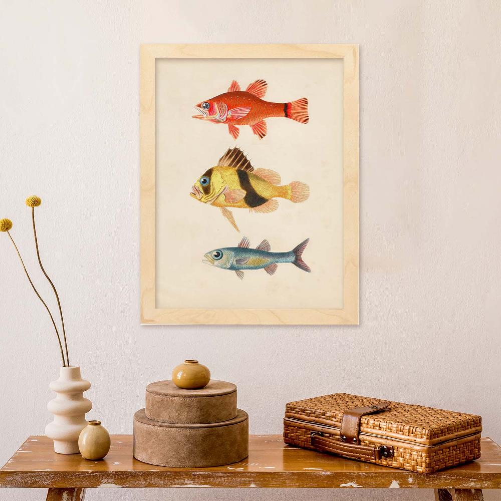 Nacnic Lámina Vintage De Tres Peces Coloridos