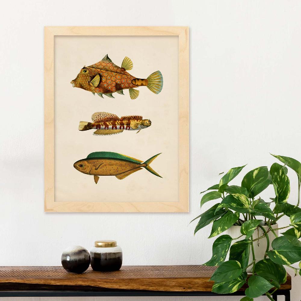 Nacnic Lámina Vintage De Tres Peces Coloridos