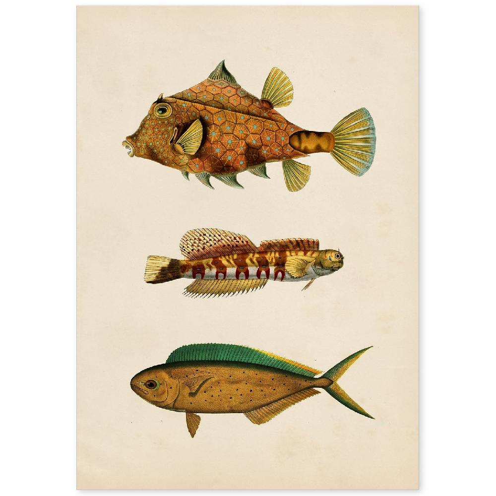 nacnic Lámina Vintage de Tres Peces Coloridos