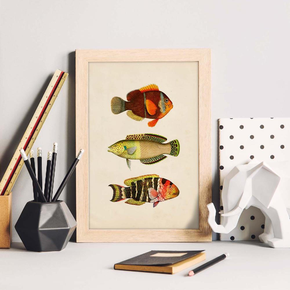 Nacnic Lámina Vintage De Tres Peces Coloridos