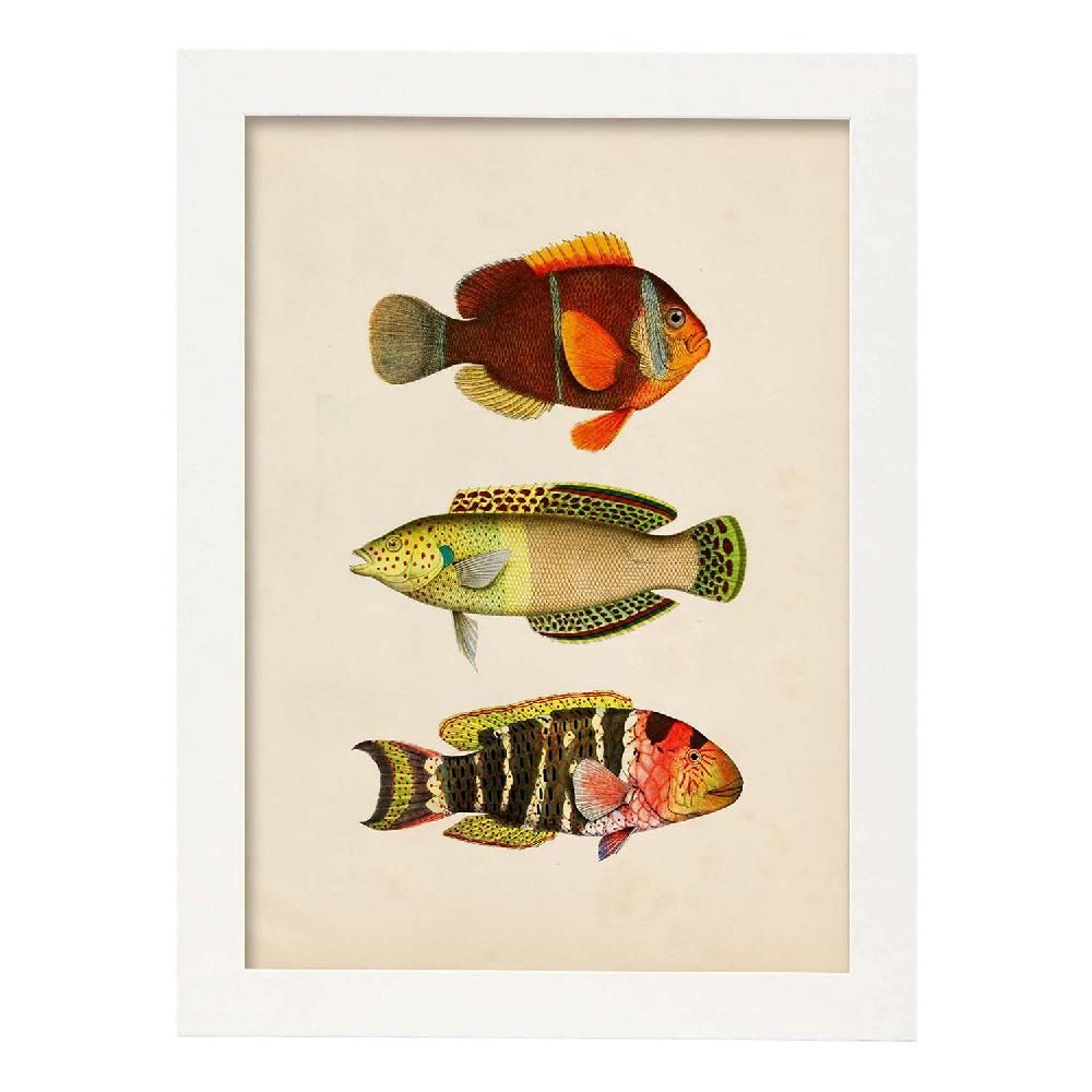 Nacnic Lámina Vintage De Tres Peces Coloridos