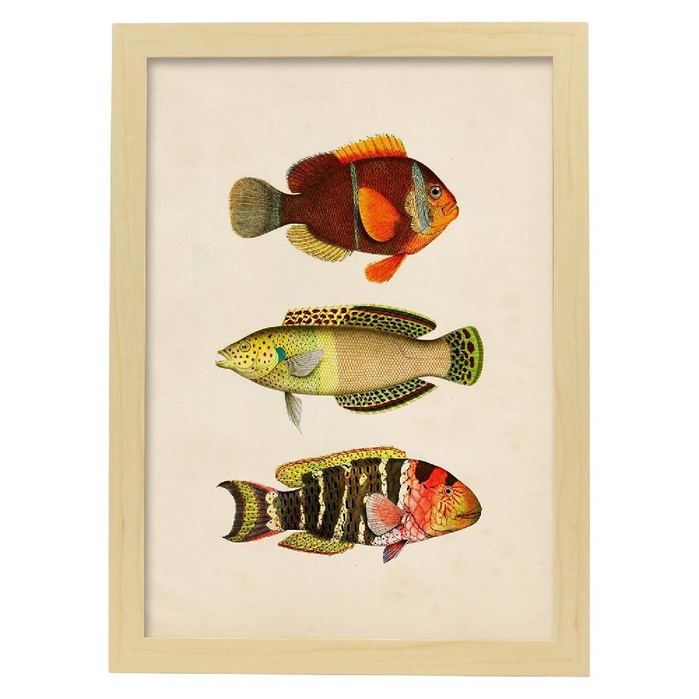 Nacnic Lámina Vintage De Tres Peces Coloridos