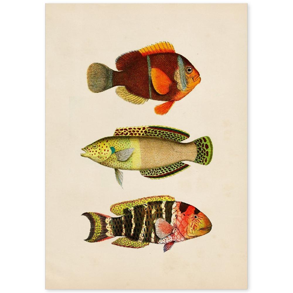 nacnic Lámina Vintage de Tres Peces Coloridos