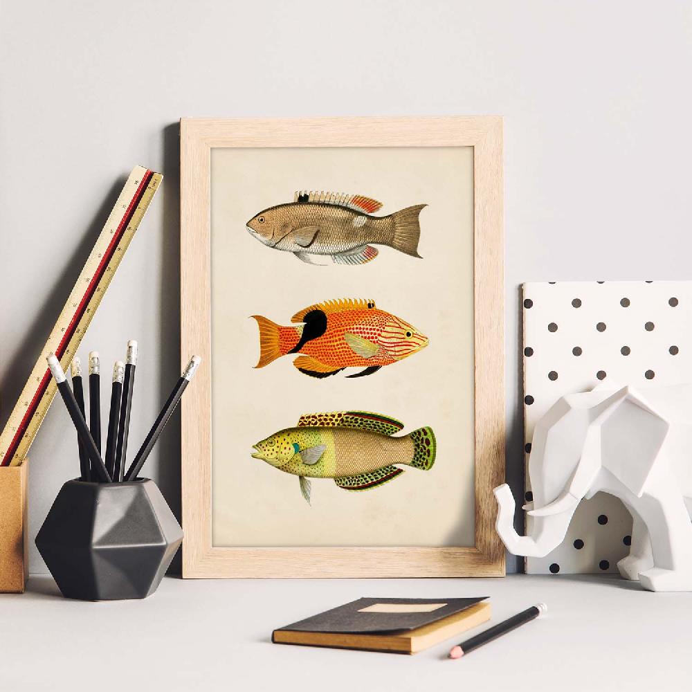 Nacnic Lámina Vintage De Tres Peces Coloridos