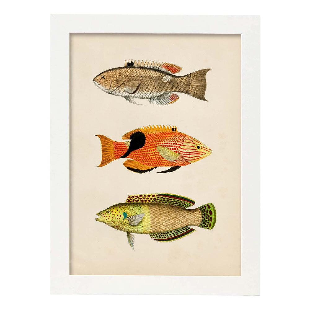 Nacnic Lámina Vintage De Tres Peces Coloridos