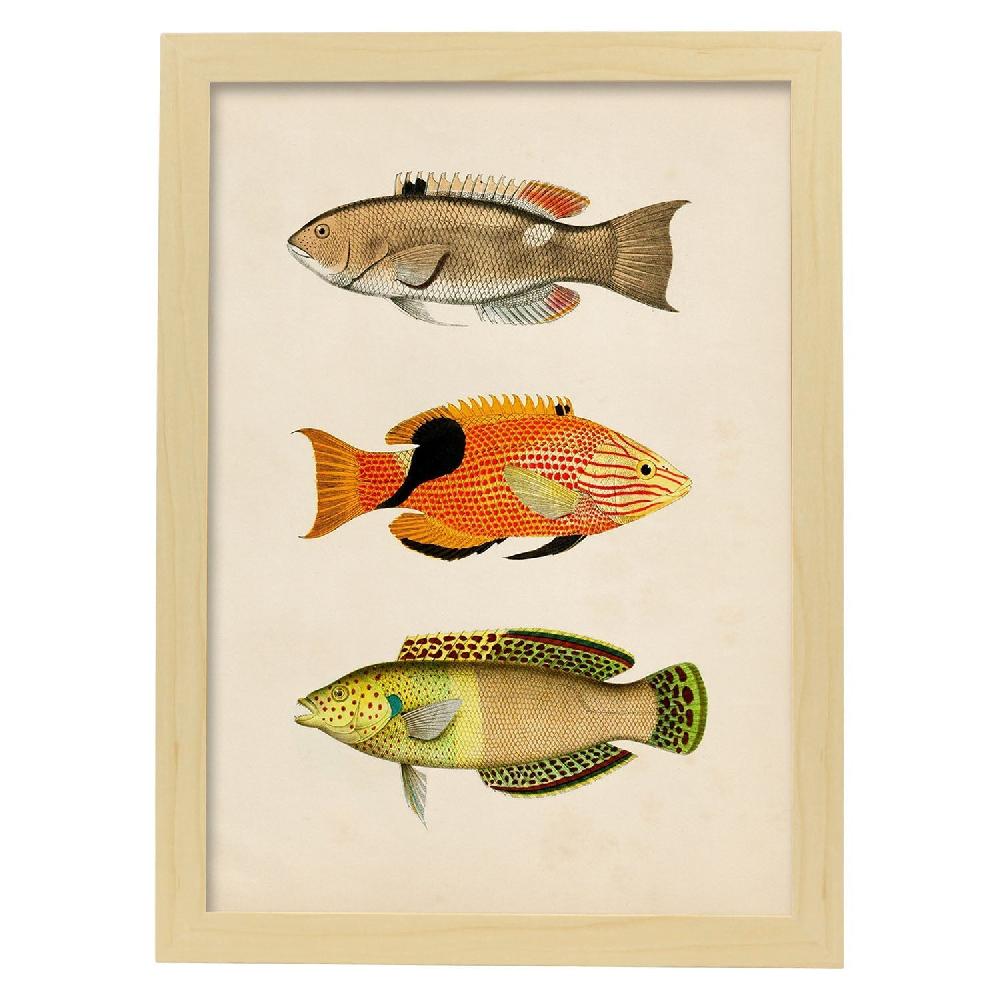 Nacnic Lámina Vintage De Tres Peces Coloridos
