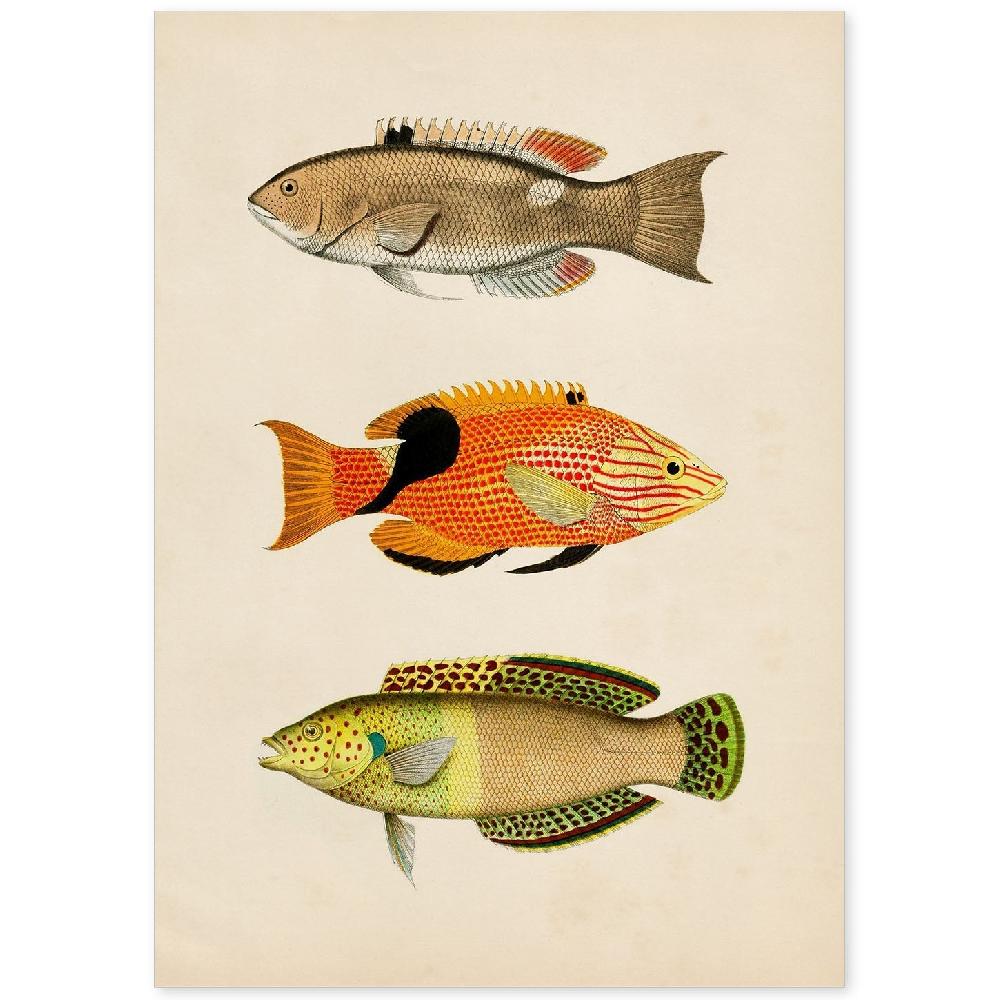 nacnic Lámina Vintage de Tres Peces Coloridos