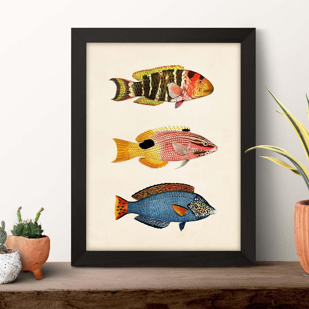 Nacnic Lámina Vintage De Tres Peces Coloridos