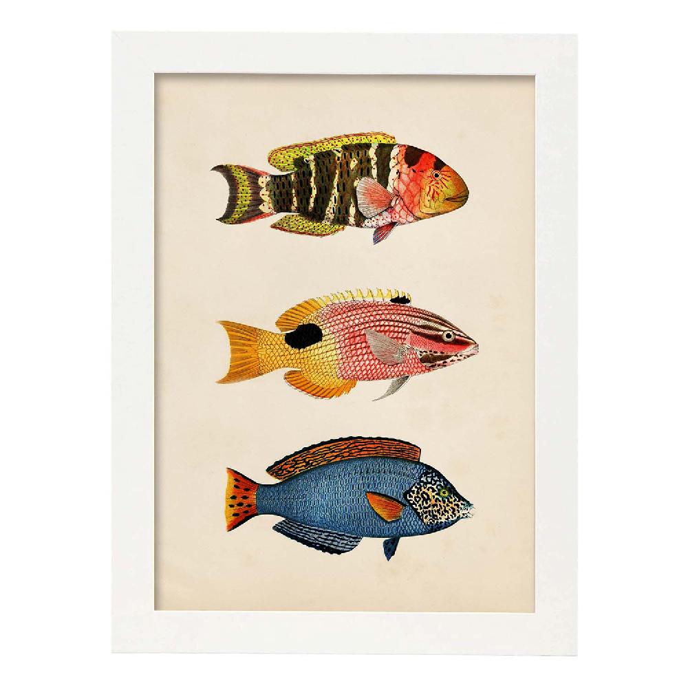 Nacnic Lámina Vintage De Tres Peces Coloridos