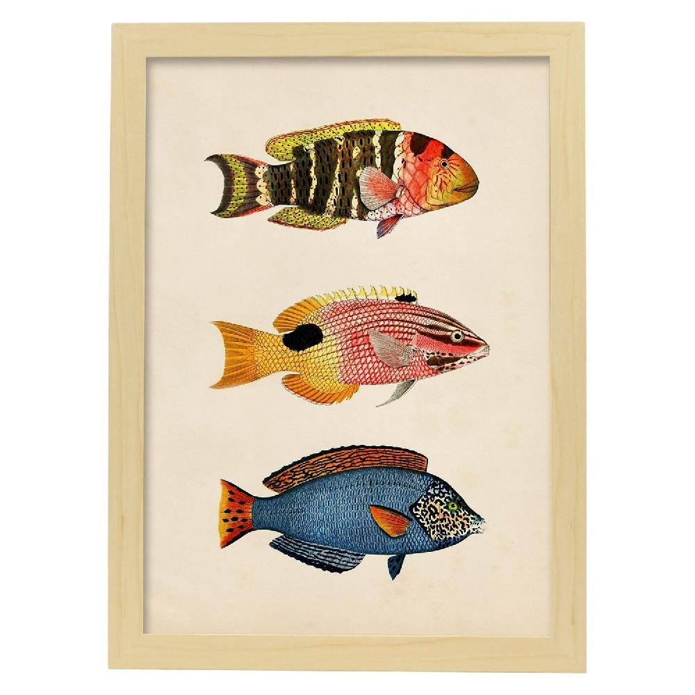Nacnic Lámina Vintage De Tres Peces Coloridos