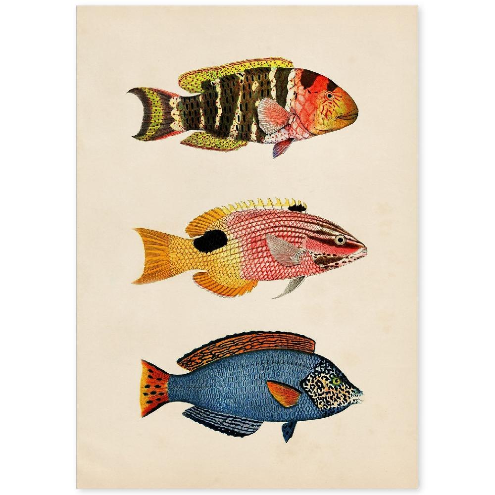 nacnic Lámina Vintage de Tres Peces Coloridos