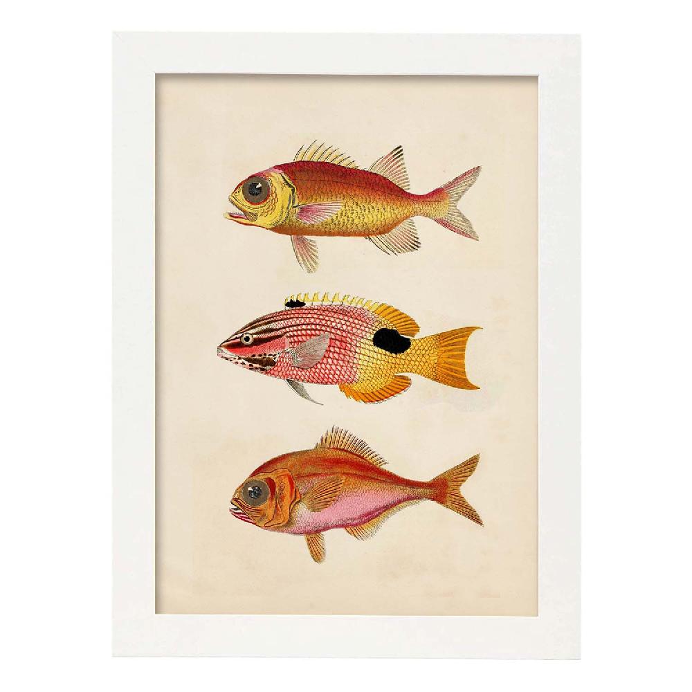 Nacnic Lámina Vintage De Tres Peces Coloridos