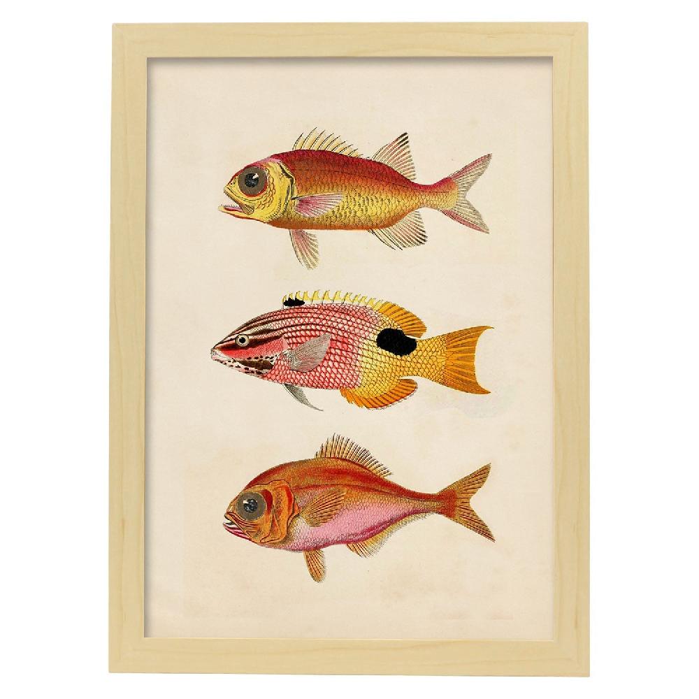 Nacnic Lámina Vintage De Tres Peces Coloridos