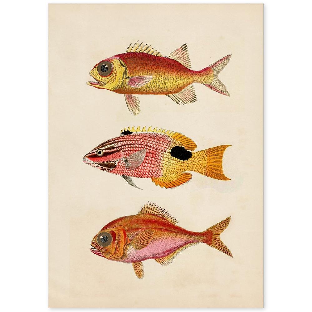 nacnic Lámina Vintage de Tres Peces Coloridos