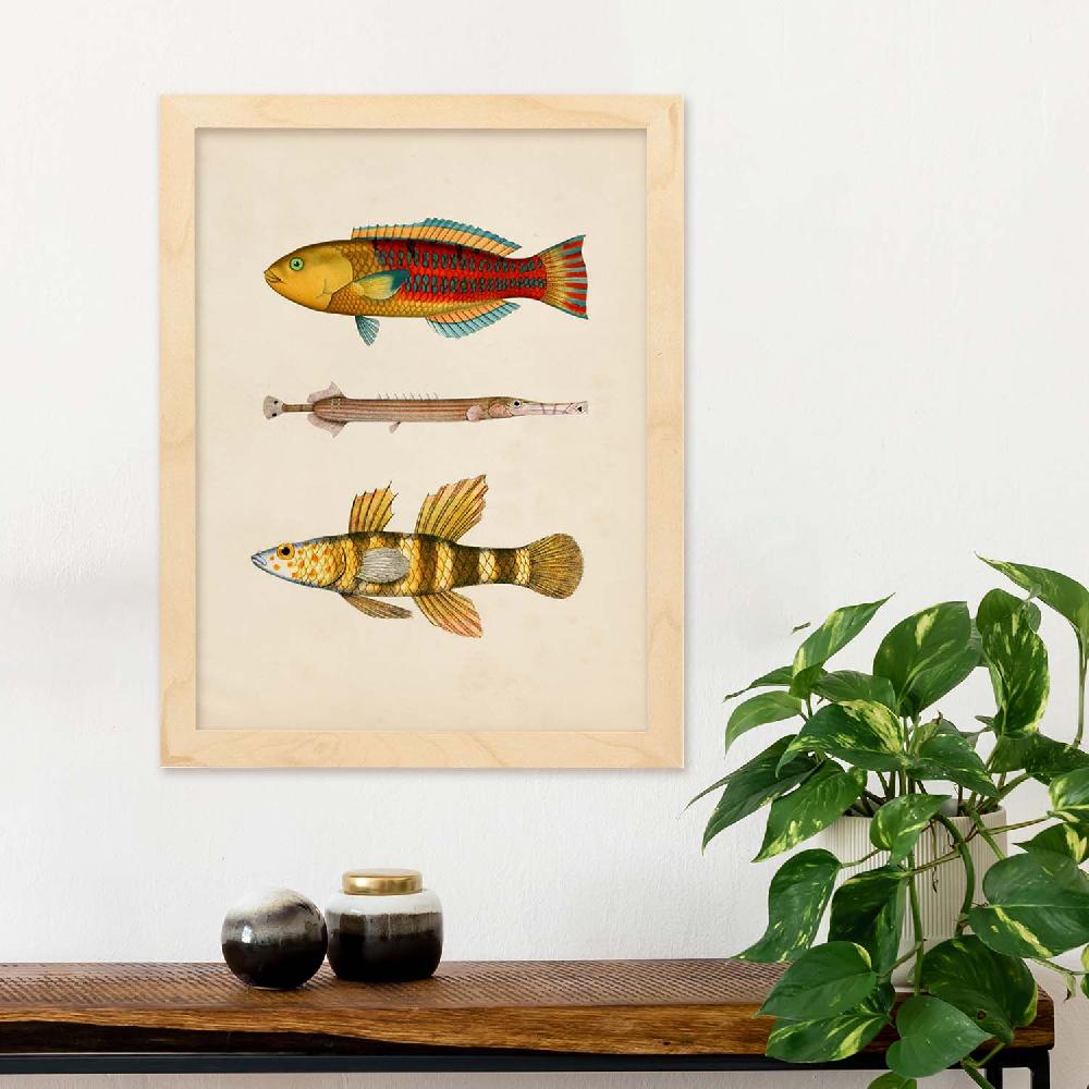 Nacnic Lámina Vintage De Tres Peces Coloridos
