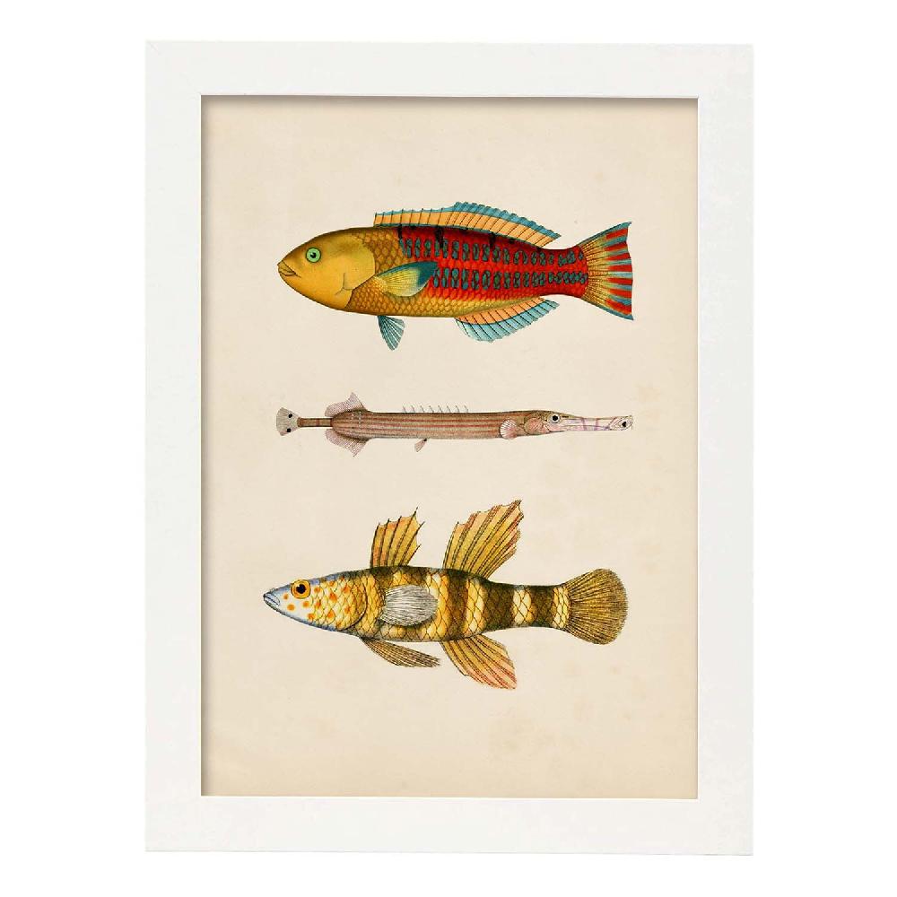 Nacnic Lámina Vintage De Tres Peces Coloridos