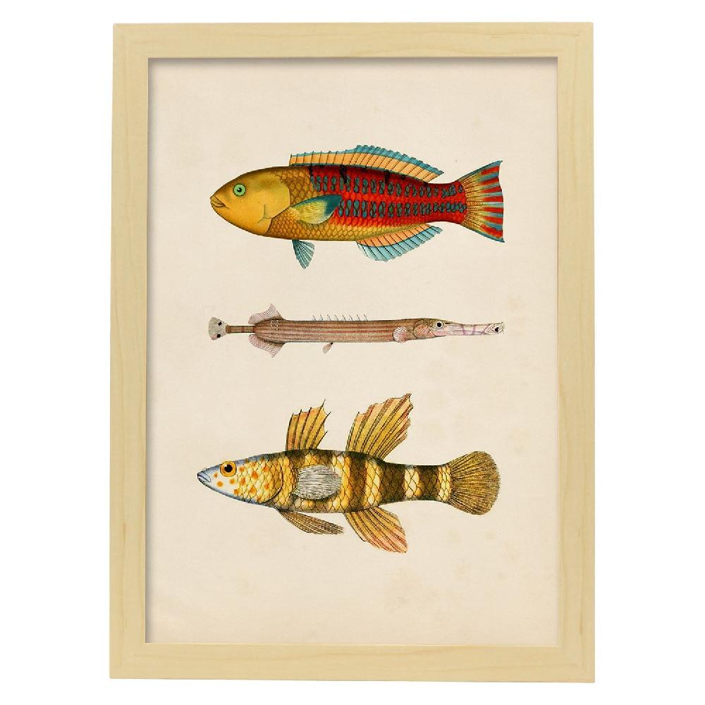 Nacnic Lámina Vintage De Tres Peces Coloridos