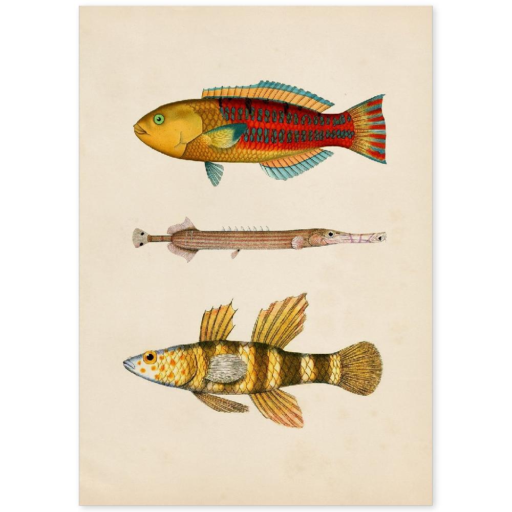 nacnic Lámina Vintage de Tres Peces Coloridos