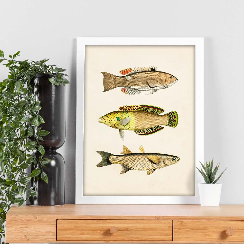 Nacnic Lámina Vintage De Tres Peces Coloridos