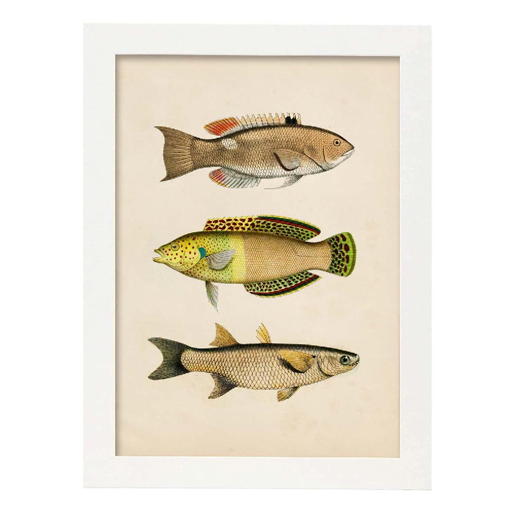 Nacnic Lámina Vintage De Tres Peces Coloridos