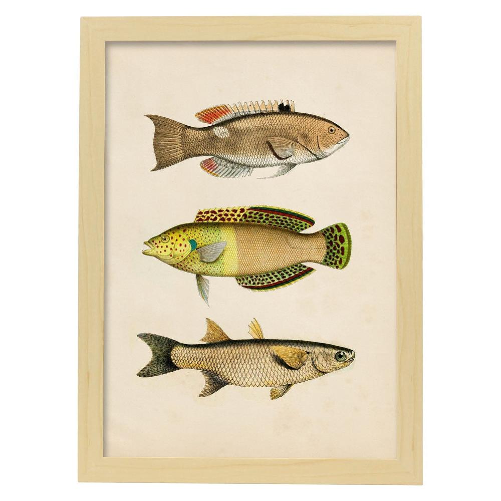 Nacnic Lámina Vintage De Tres Peces Coloridos