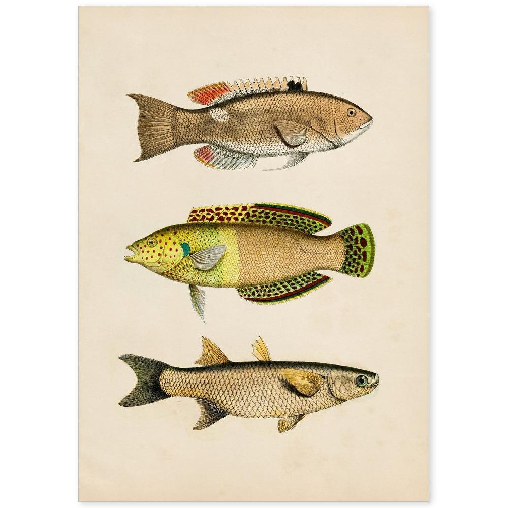 nacnic Lámina Vintage de Tres Peces Coloridos