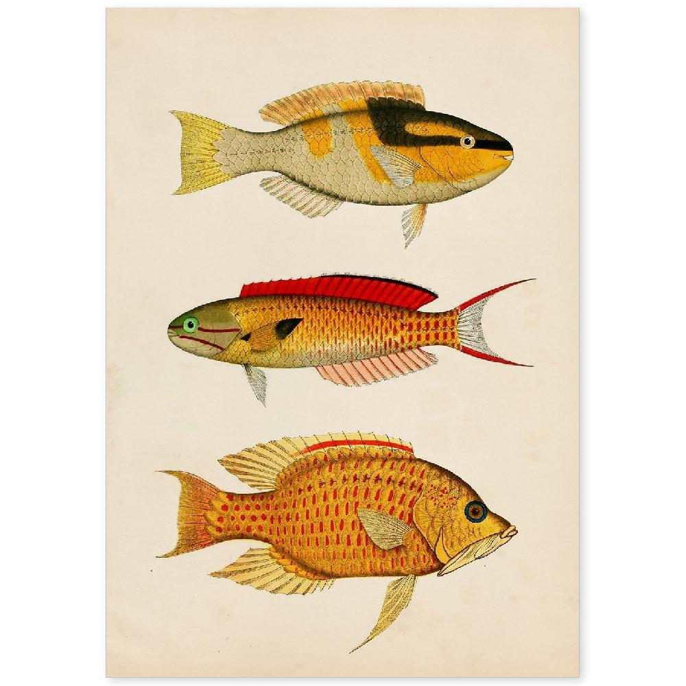 nacnic Lámina Vintage de Tres Peces Coloridos