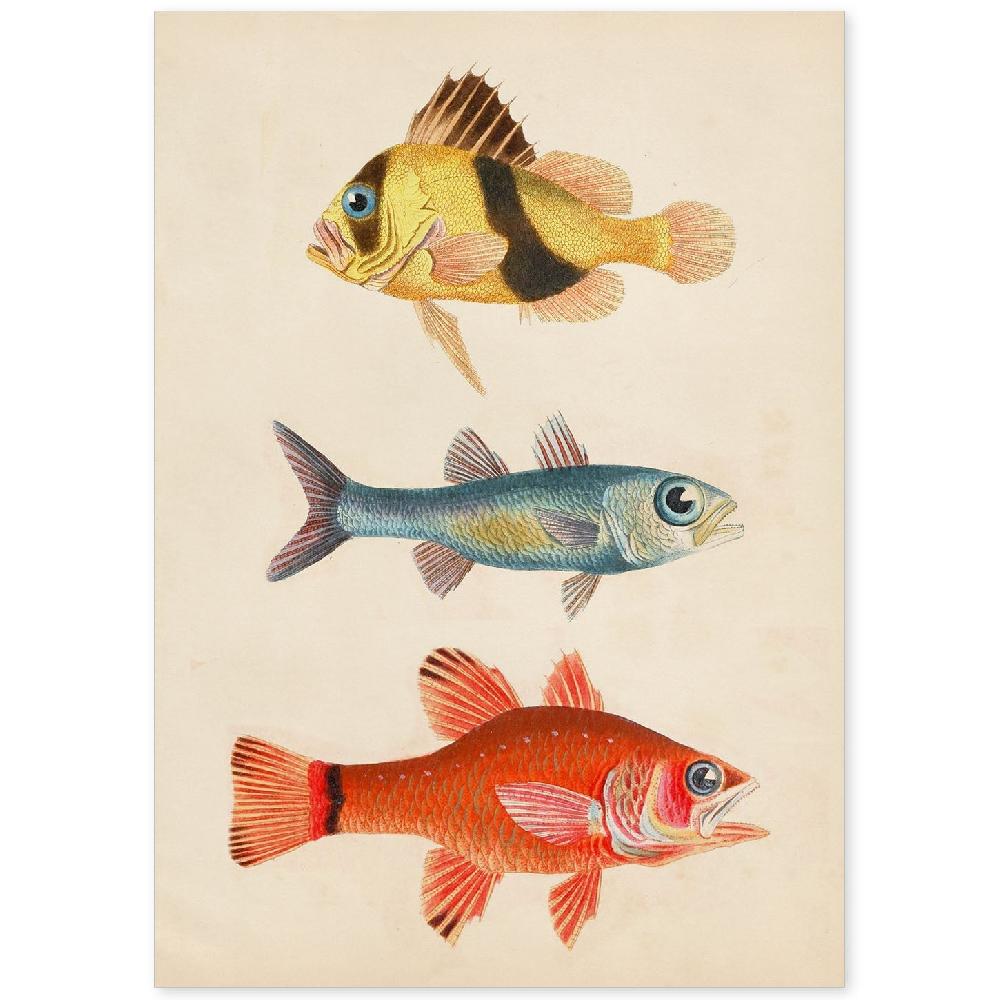 nacnic Lámina Vintage de Tres Peces de Colores