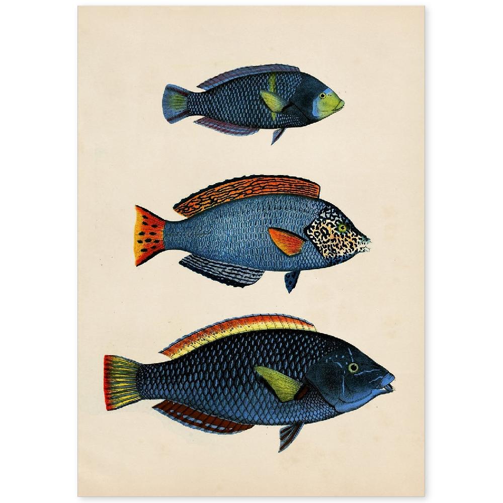 nacnic Lámina Vintage de Tres Peces de Colores