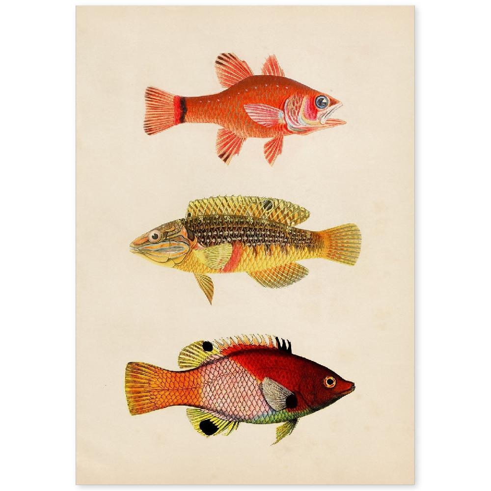 nacnic Lámina Vintage de Tres Peces de Colores