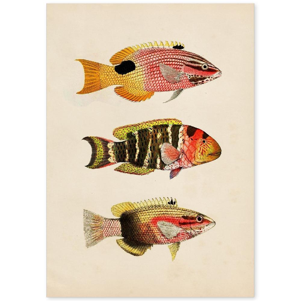 nacnic Lámina Vintage de Tres Peces de Colores
