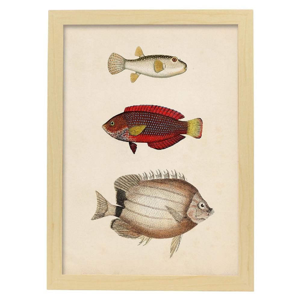 Nacnic Lámina Vintage De Tres Peces Multicolor