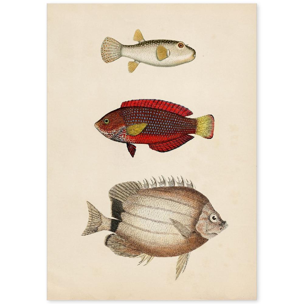 nacnic Lámina Vintage de Tres Peces Multicolor